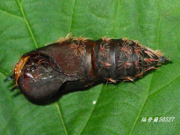 按此在新視窗瀏覽圖片