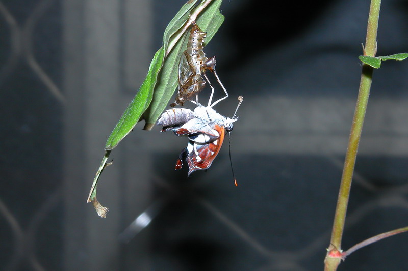 按此在新視窗瀏覽圖片