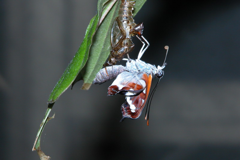 按此在新視窗瀏覽圖片