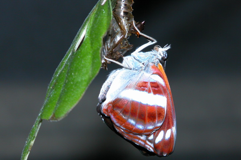 按此在新視窗瀏覽圖片