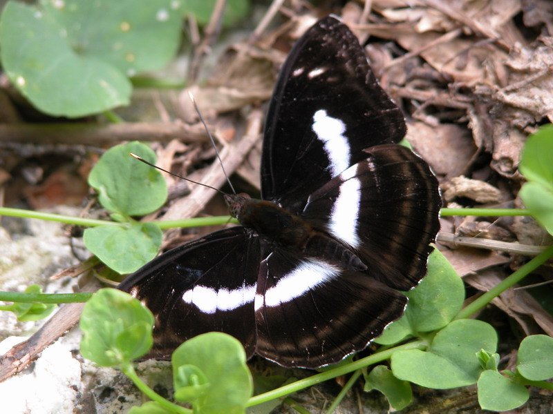 按此在新視窗瀏覽圖片
