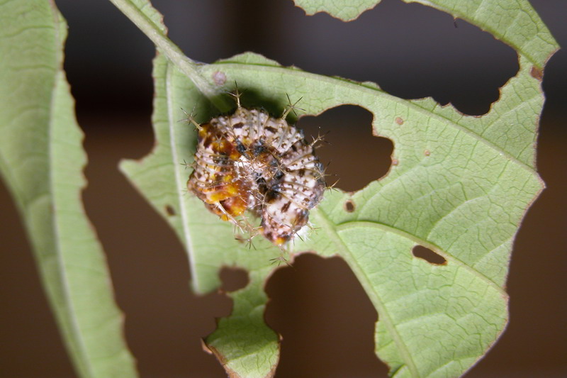 按此在新視窗瀏覽圖片
