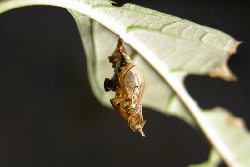 按此在新視窗瀏覽圖片