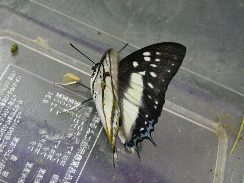 按此在新視窗瀏覽圖片