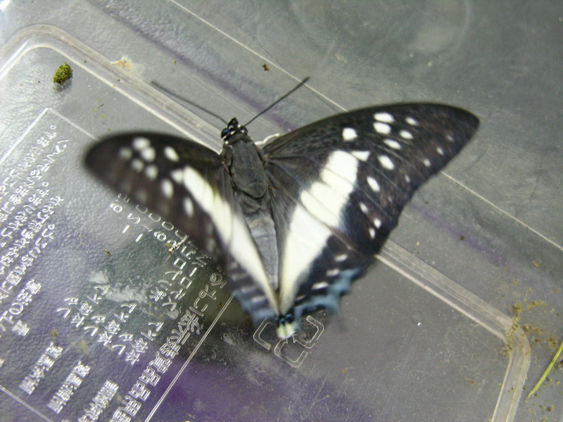 按此在新視窗瀏覽圖片