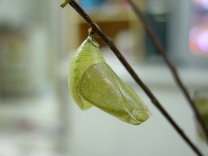 按此在新視窗瀏覽圖片