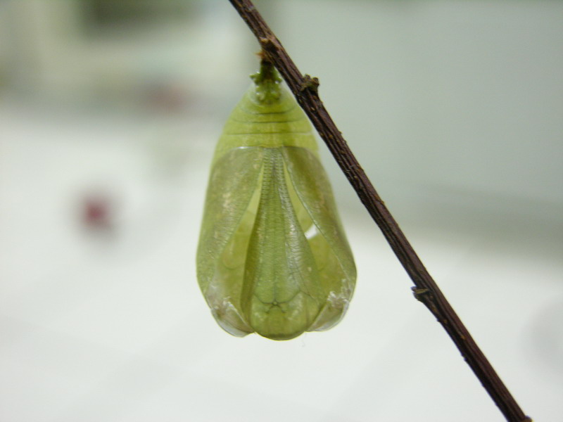 按此在新視窗瀏覽圖片