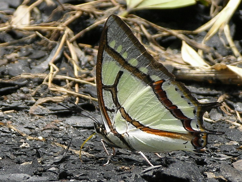 按此在新視窗瀏覽圖片