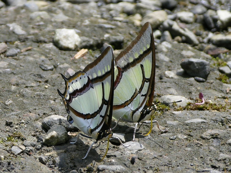 按此在新視窗瀏覽圖片
