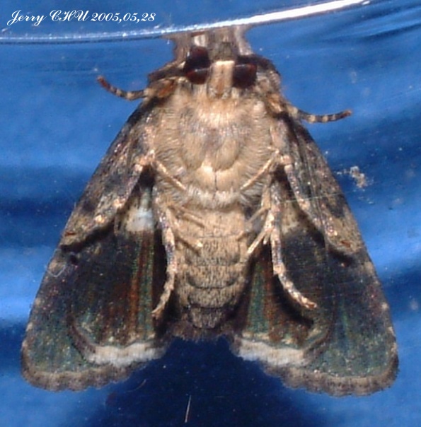 按此在新視窗瀏覽圖片