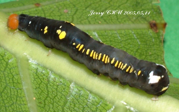 按此在新視窗瀏覽圖片