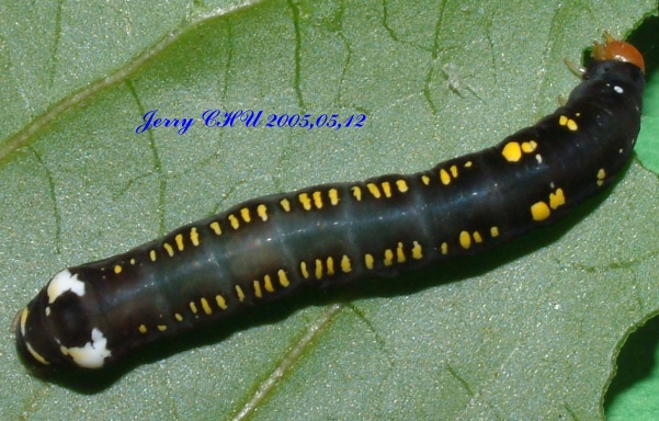 按此在新視窗瀏覽圖片