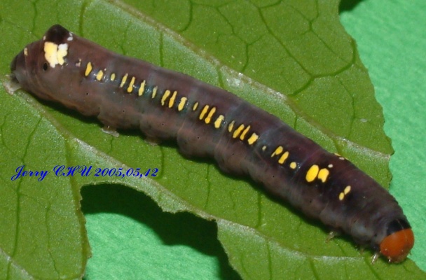 按此在新視窗瀏覽圖片