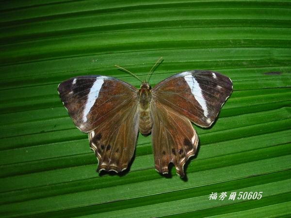 按此在新視窗瀏覽圖片