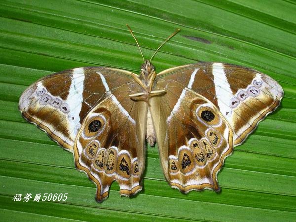 按此在新視窗瀏覽圖片