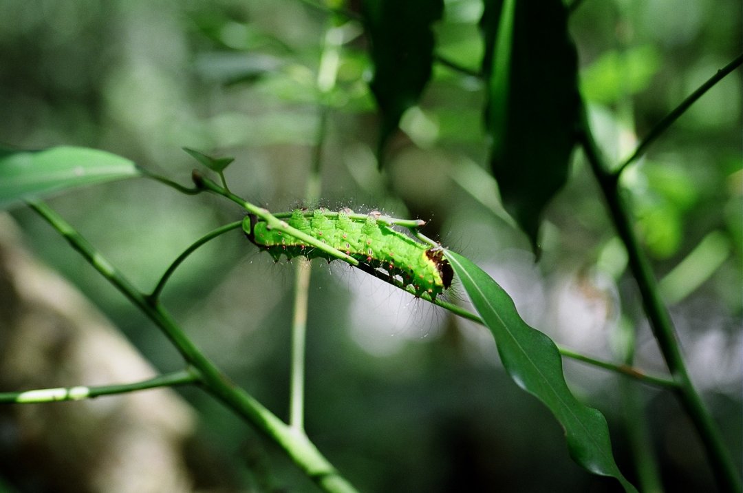 按此在新視窗瀏覽圖片