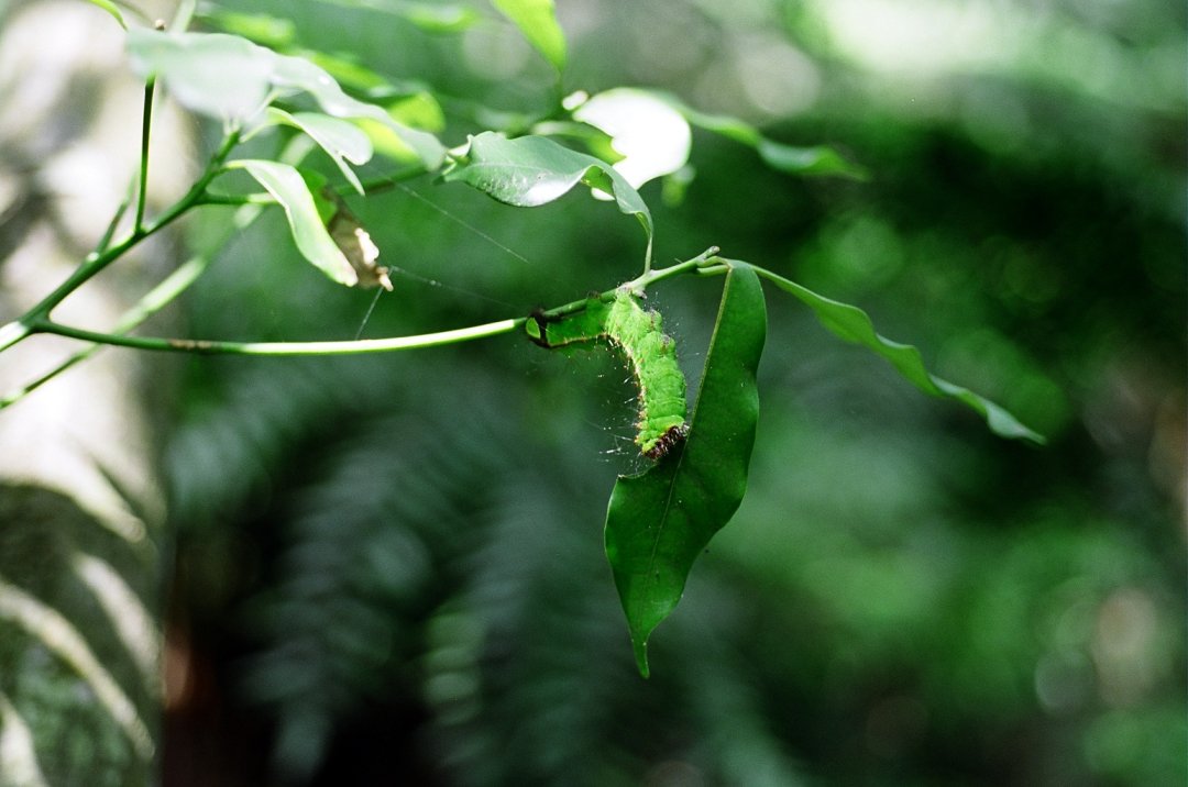 按此在新視窗瀏覽圖片