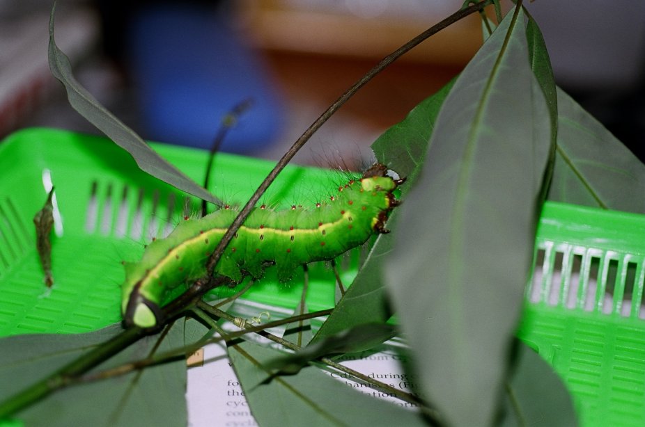 按此在新視窗瀏覽圖片
