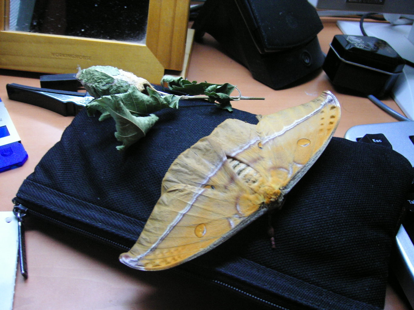 按此在新視窗瀏覽圖片