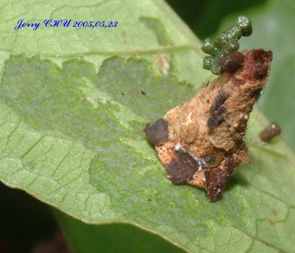 按此在新視窗瀏覽圖片