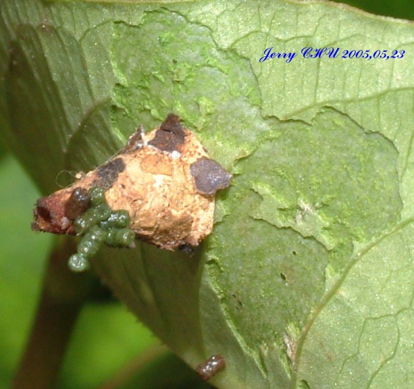 按此在新視窗瀏覽圖片