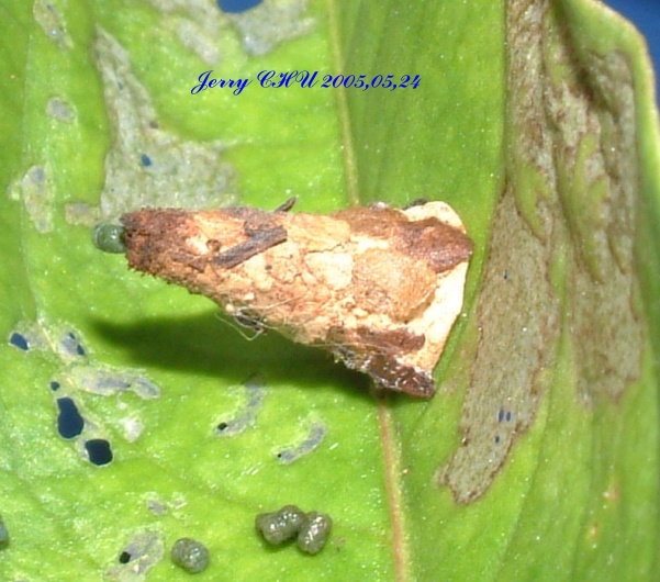 按此在新視窗瀏覽圖片