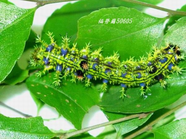 按此在新視窗瀏覽圖片