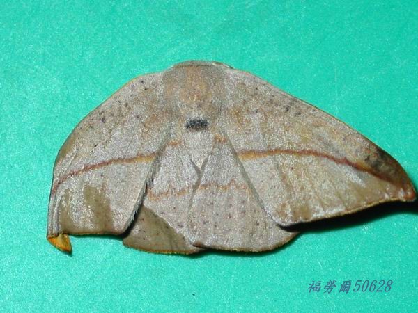 按此在新視窗瀏覽圖片