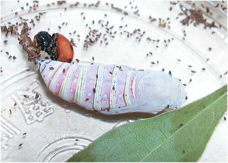 按此在新視窗瀏覽圖片