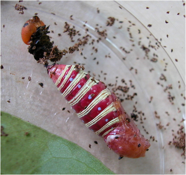 按此在新視窗瀏覽圖片