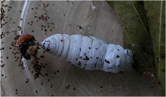 按此在新視窗瀏覽圖片