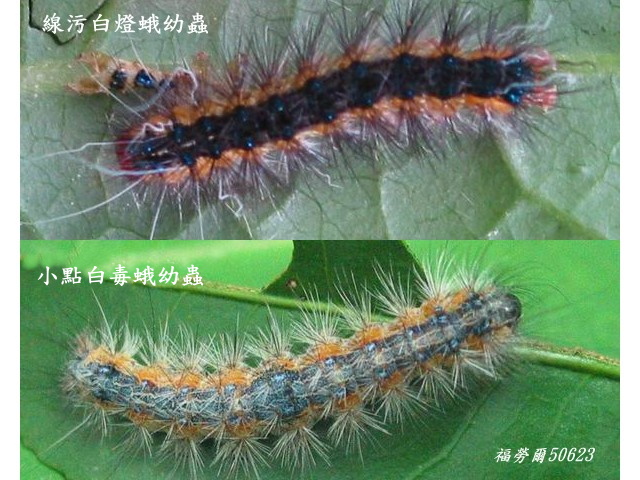 按此在新視窗瀏覽圖片