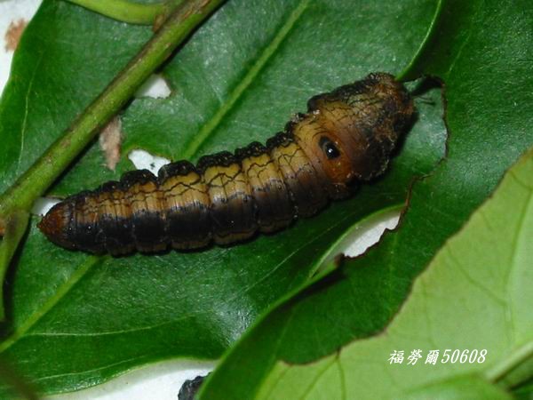 按此在新視窗瀏覽圖片