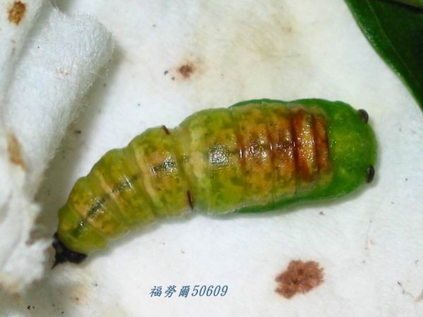 按此在新視窗瀏覽圖片