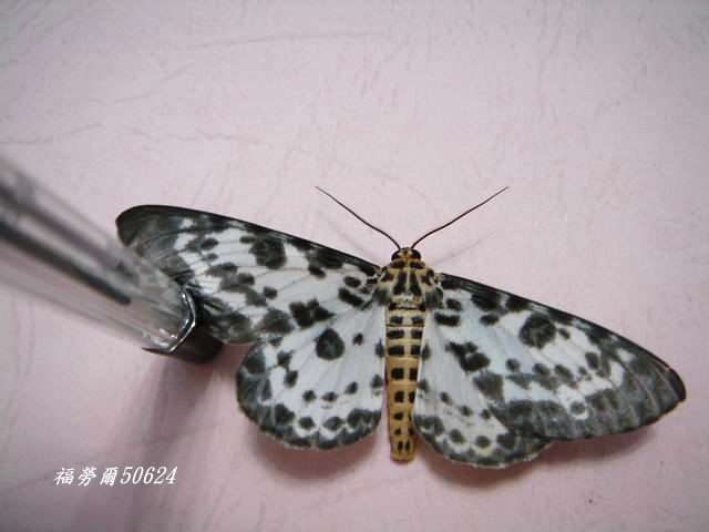 按此在新視窗瀏覽圖片