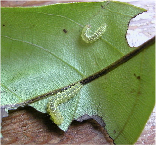 按此在新視窗瀏覽圖片