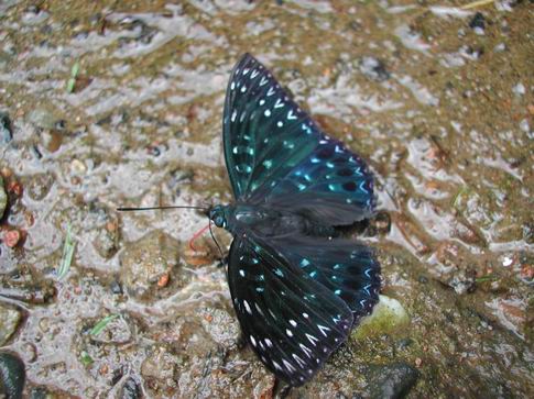 按此在新視窗瀏覽圖片