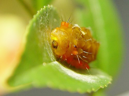 按此在新視窗瀏覽圖片