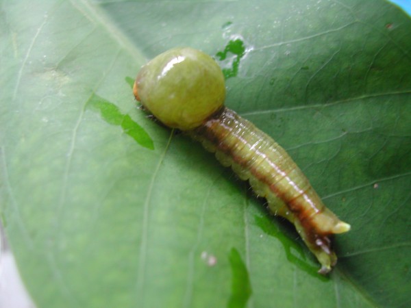 按此在新視窗瀏覽圖片