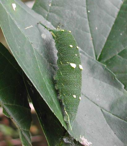 按此在新視窗瀏覽圖片