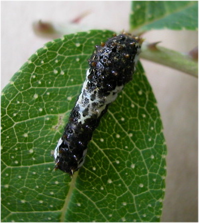 按此在新視窗瀏覽圖片