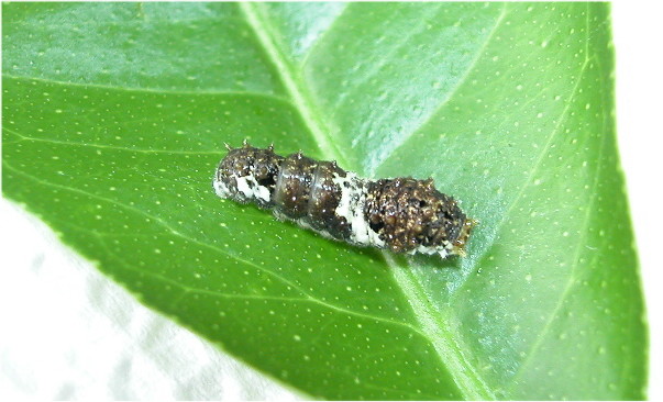 按此在新視窗瀏覽圖片