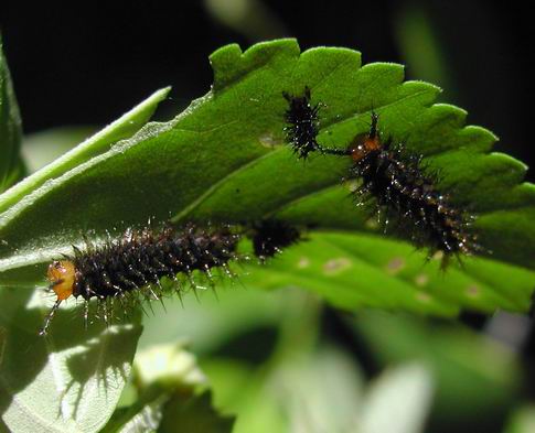 按此在新視窗瀏覽圖片