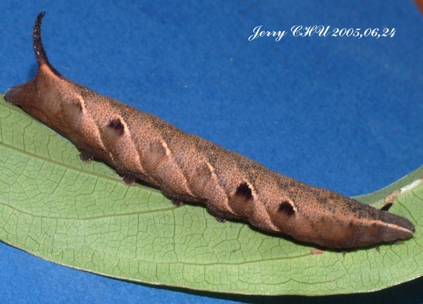 按此在新視窗瀏覽圖片