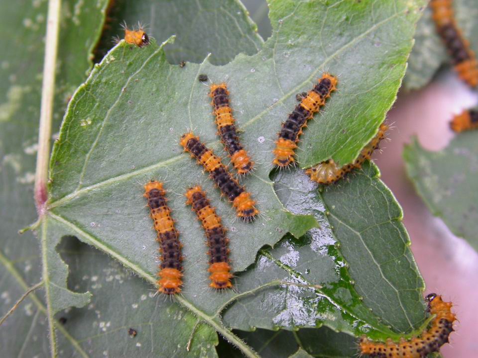 按此在新視窗瀏覽圖片