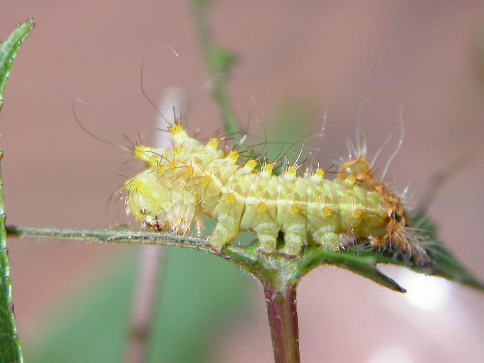 按此在新視窗瀏覽圖片