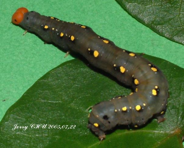 按此在新視窗瀏覽圖片