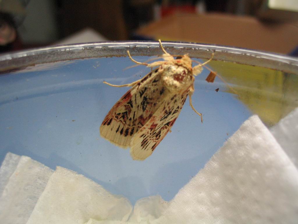 按此在新視窗瀏覽圖片