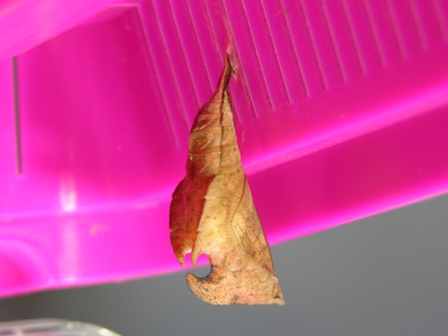 按此在新視窗瀏覽圖片