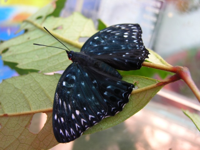 按此在新視窗瀏覽圖片